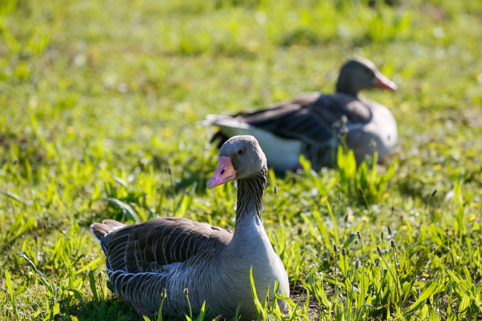 Canon EF 100-400mm F4.5-5.6L IS USM sample photo. Geese, grey geese, birds photography
