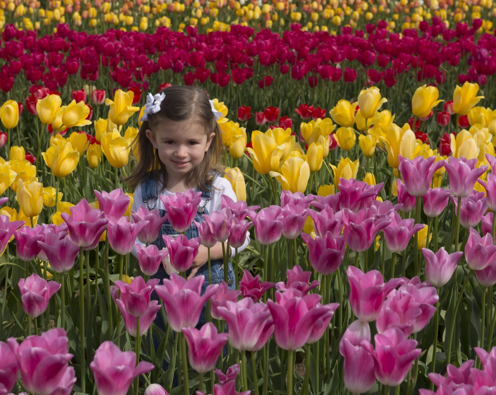 Nikon D800 sample photo. Girl, flowers, tulips photography