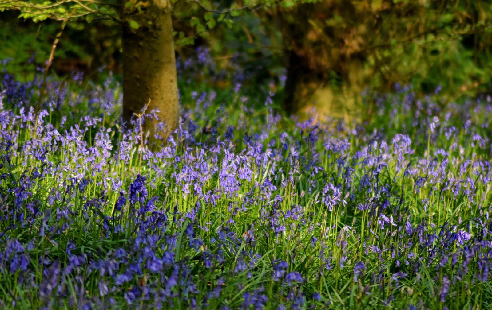 Nikon D3500 sample photo. Woods, glade, flowers photography