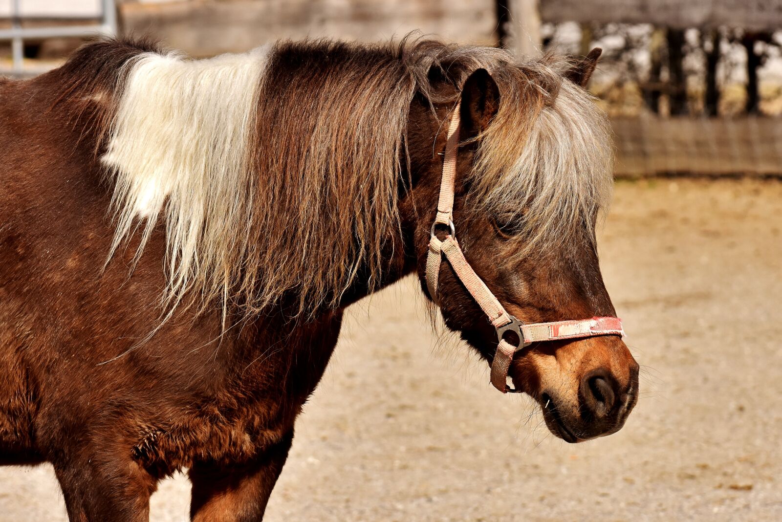 Nikon D7200 sample photo. Pony, horse, brown photography