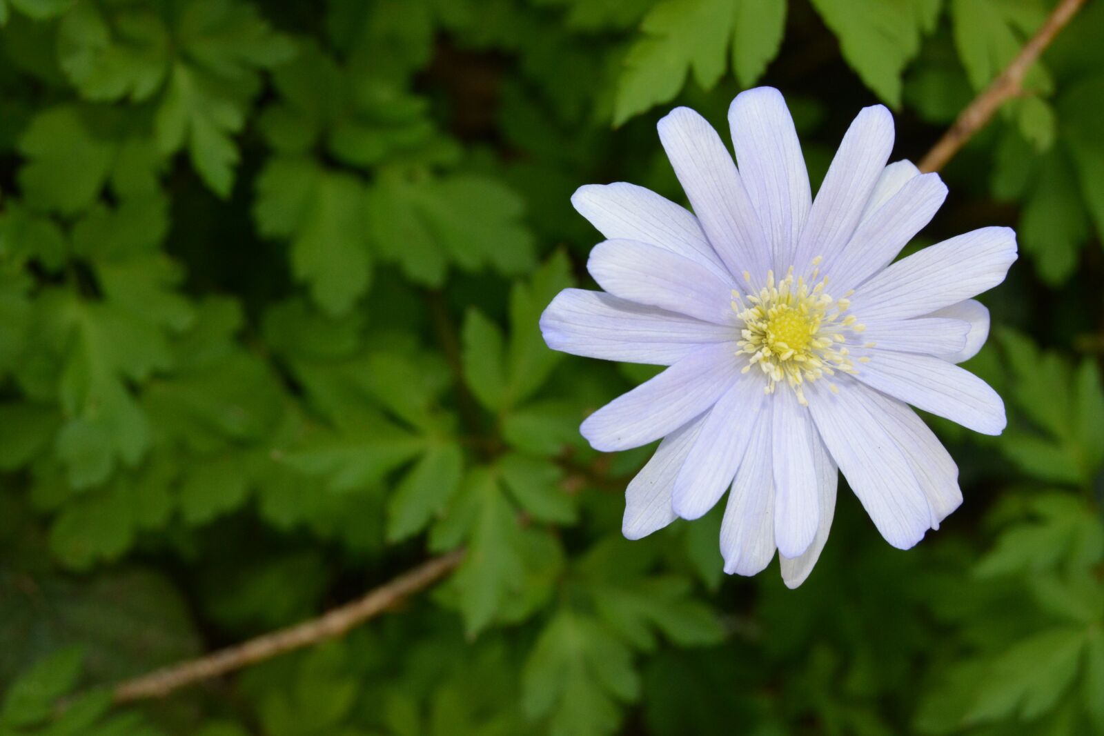 Nikon D5200 sample photo. Flowers, petal, wildflowers photography