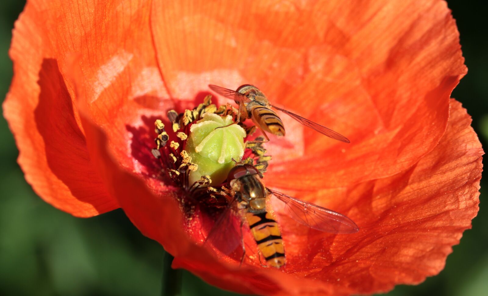 Canon EOS 650D (EOS Rebel T4i / EOS Kiss X6i) sample photo. Poppy, klatschmohn, poppy flower photography