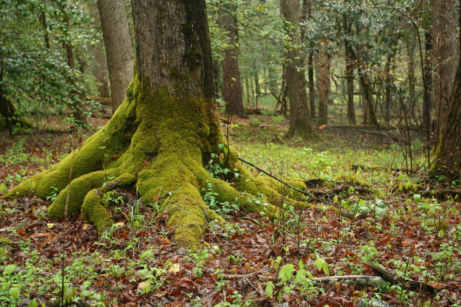 Canon EOS 350D (EOS Digital Rebel XT / EOS Kiss Digital N) sample photo. Mossy, tree, roots photography