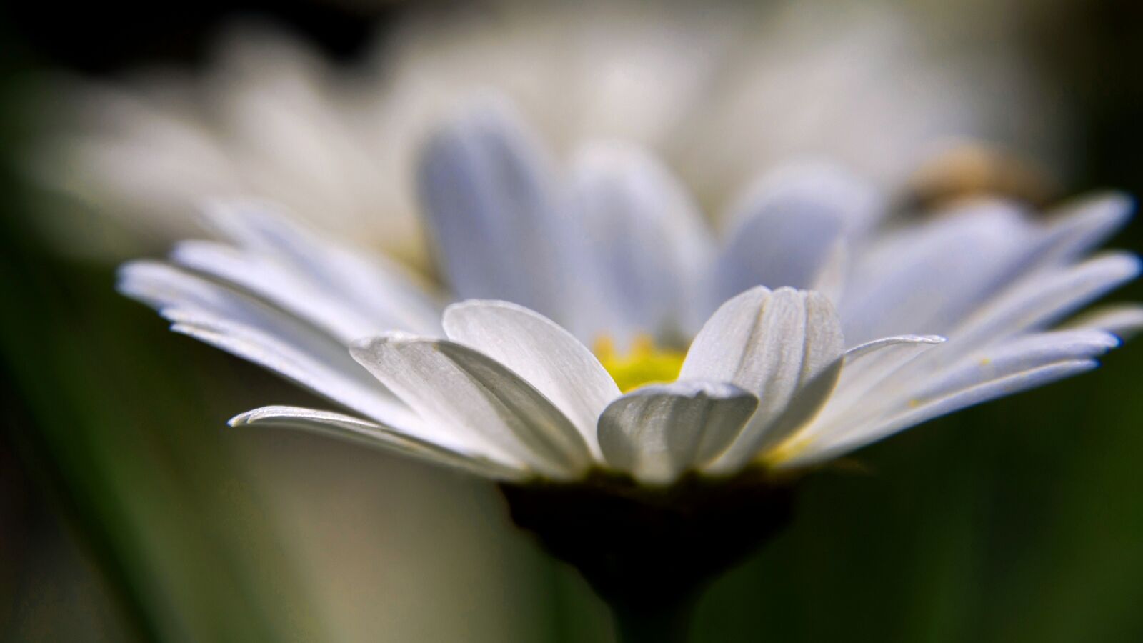 Nikon D7200 sample photo. Daisies, spring, nature photography