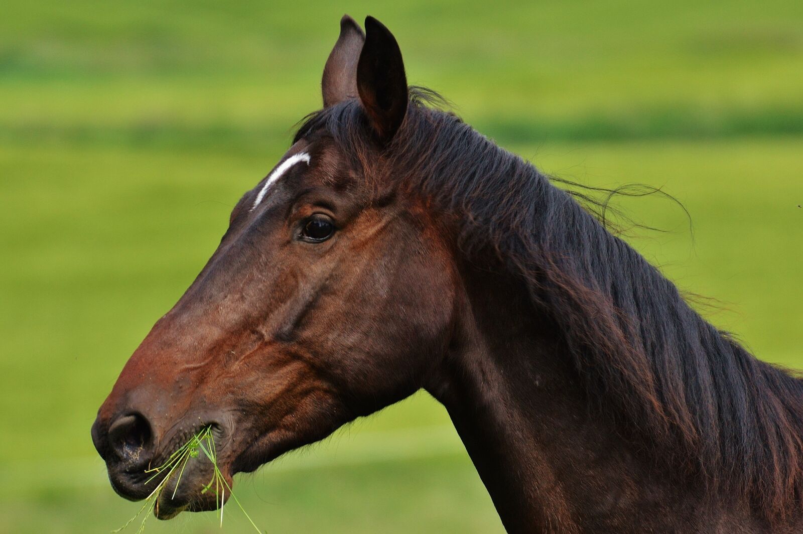 Nikon D3200 sample photo. Horse, coupling, stallion photography