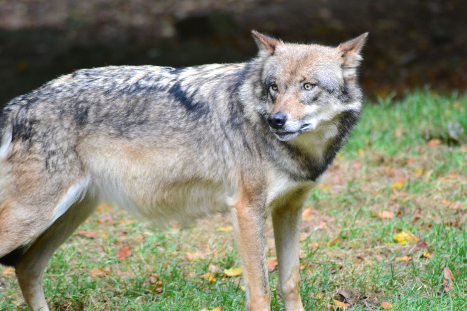 Nikon D3100 sample photo. Animal, park, autumn, close photography