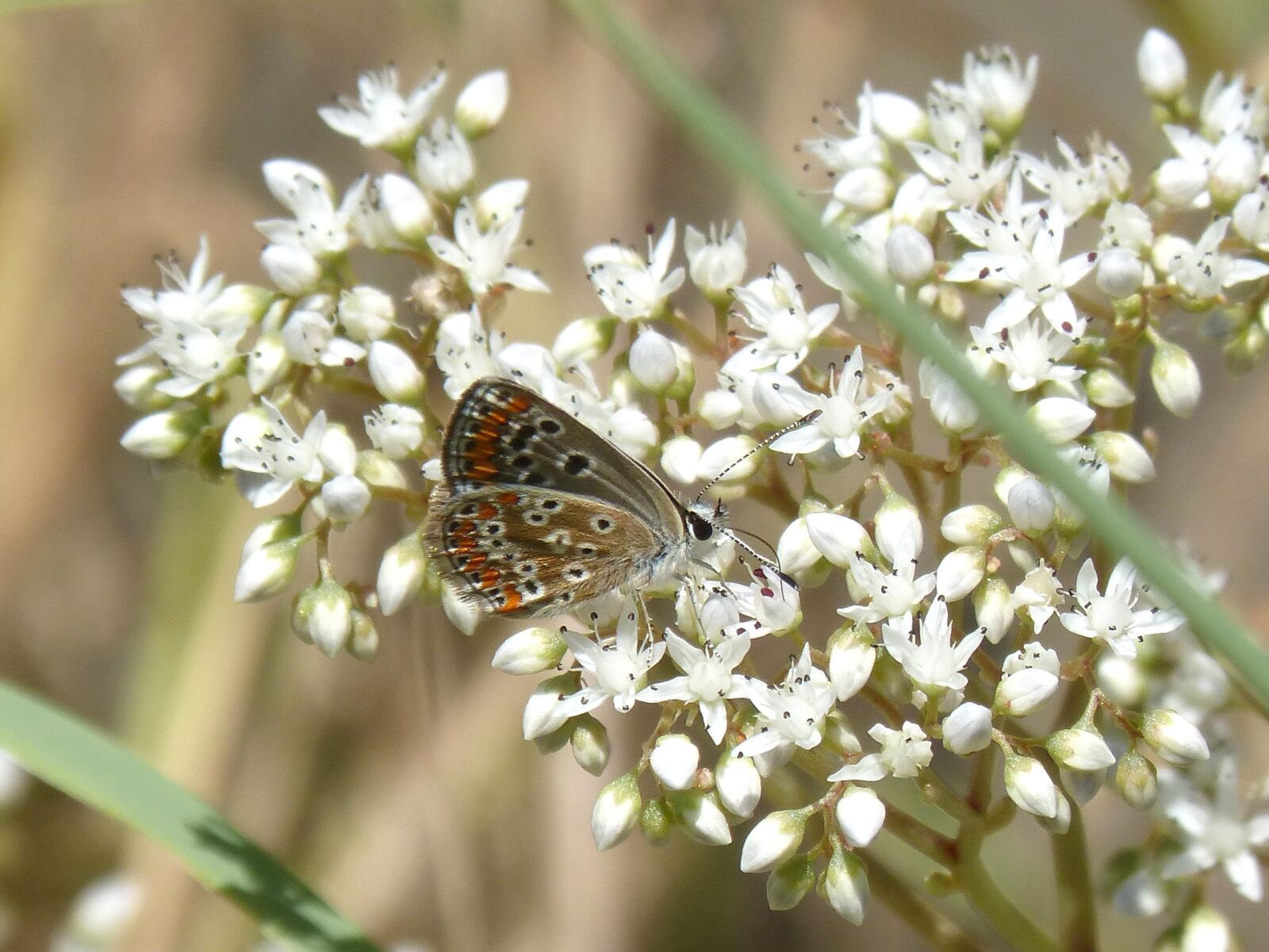 Panasonic DMC-FZ62 sample photo. Butterfly, wild flower, libar photography