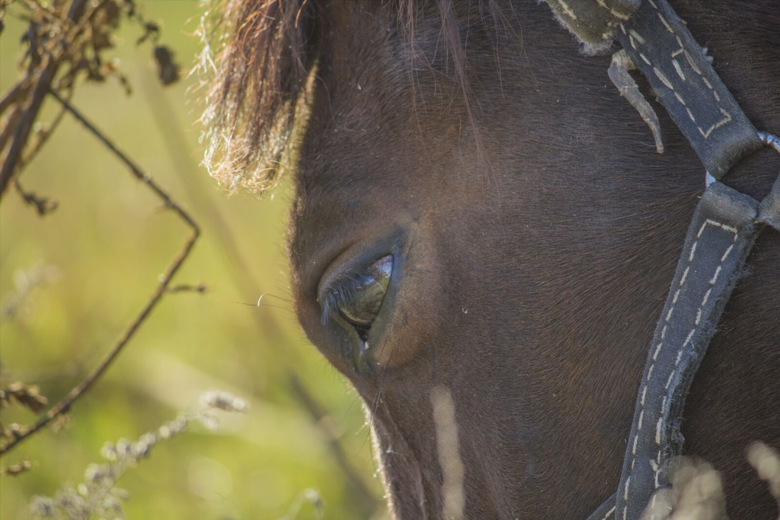 Canon EOS 550D (EOS Rebel T2i / EOS Kiss X4) + Canon EF-S 55-250mm F4-5.6 IS II sample photo. Horse, horses, animal photography