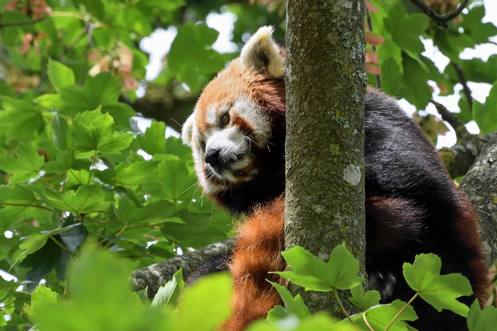 Nikon D500 sample photo. Tree, wildlife, bear, nature photography