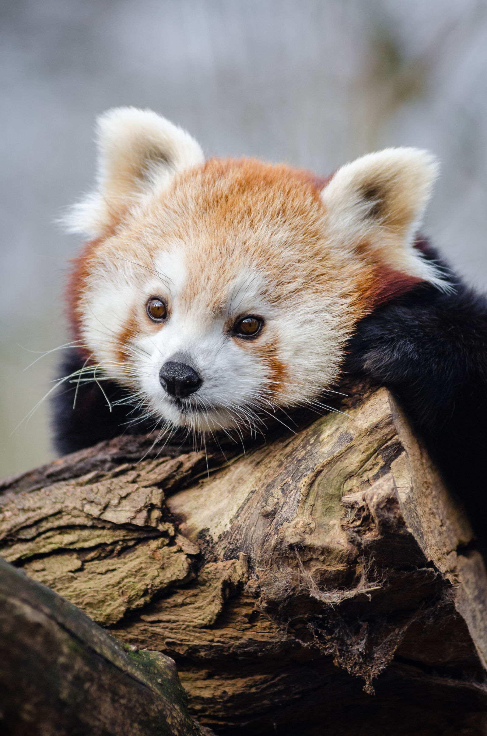 AF Zoom-Nikkor 80-200mm f/2.8 ED sample photo