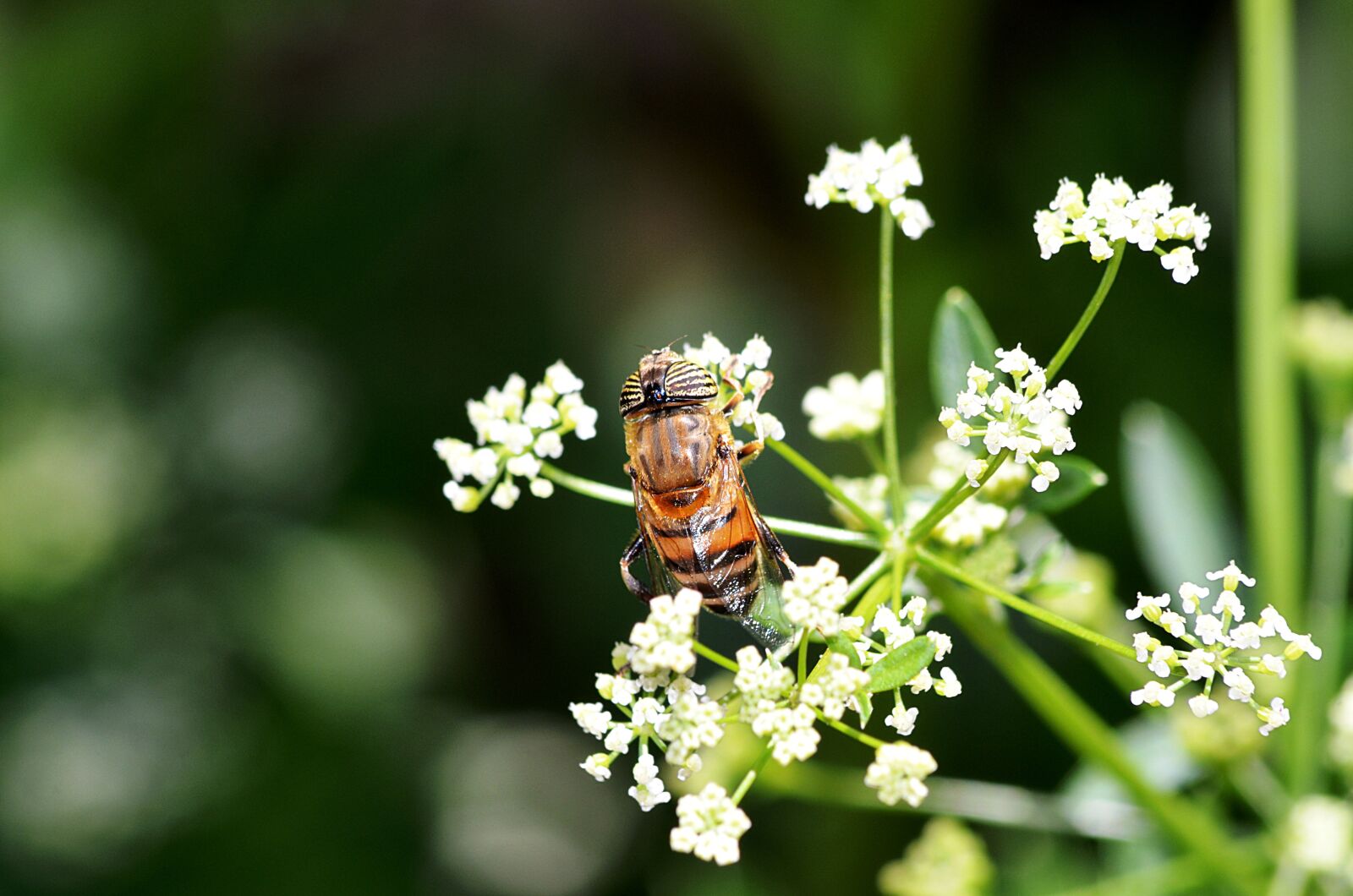 Nikon D5100 sample photo. Bee, insect, pollen photography