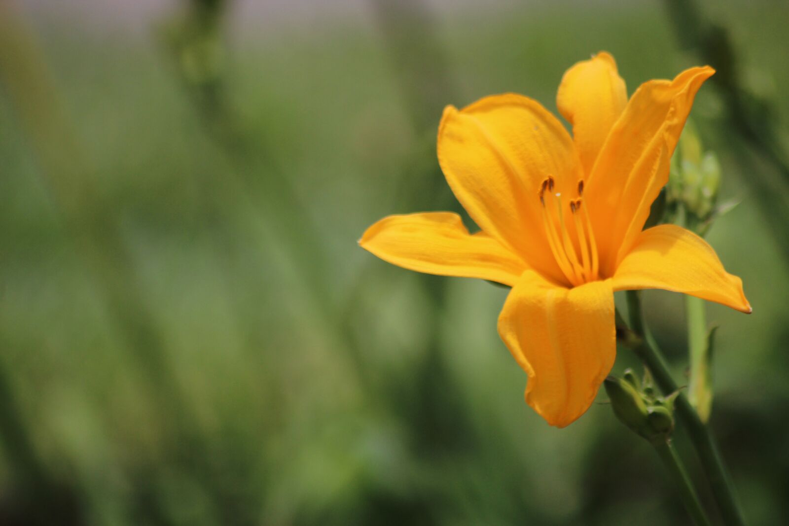 Canon EOS 600D (Rebel EOS T3i / EOS Kiss X5) sample photo. Flowers, yellow, nature photography