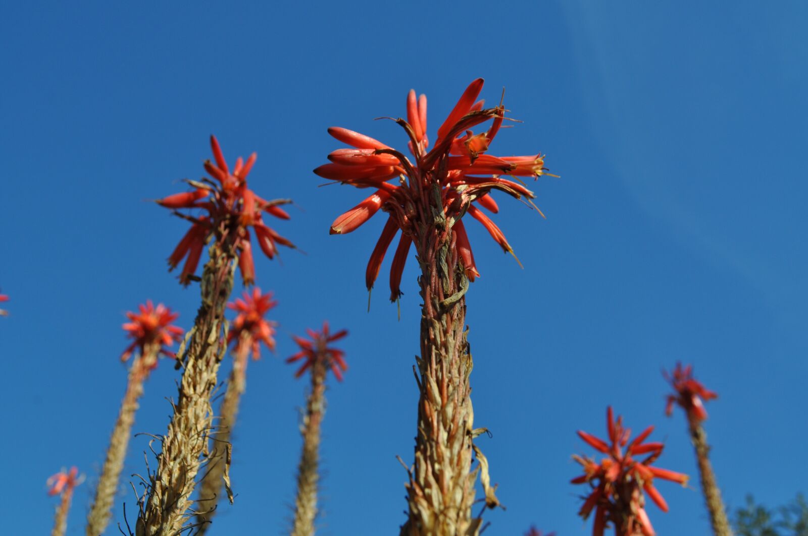 Nikon D5000 sample photo. Sky, plants, palma photography