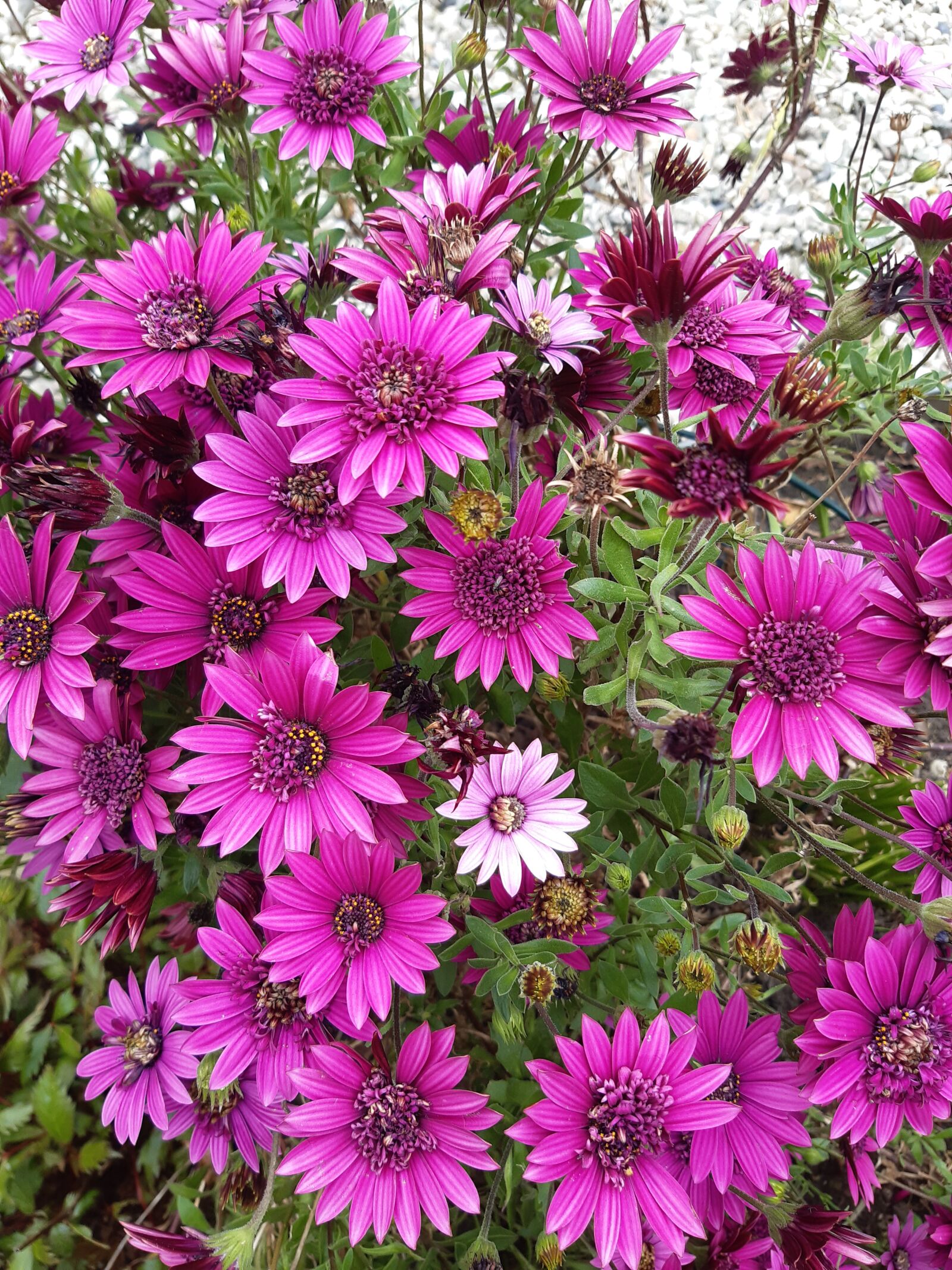 Samsung Galaxy A30 sample photo. Flowers, bloemen photography