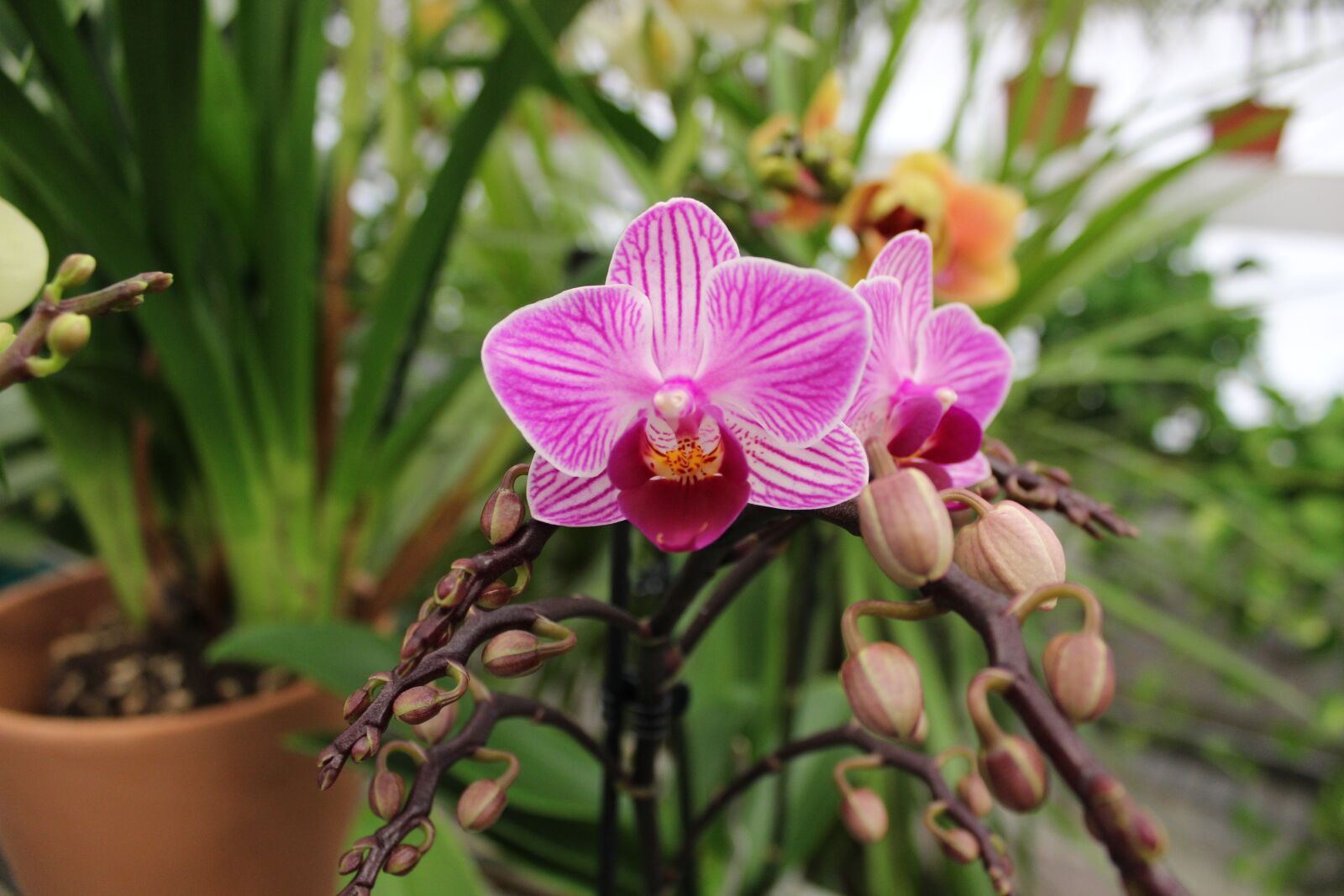 Canon EOS 600D (Rebel EOS T3i / EOS Kiss X5) sample photo. Flower, nature, garden photography