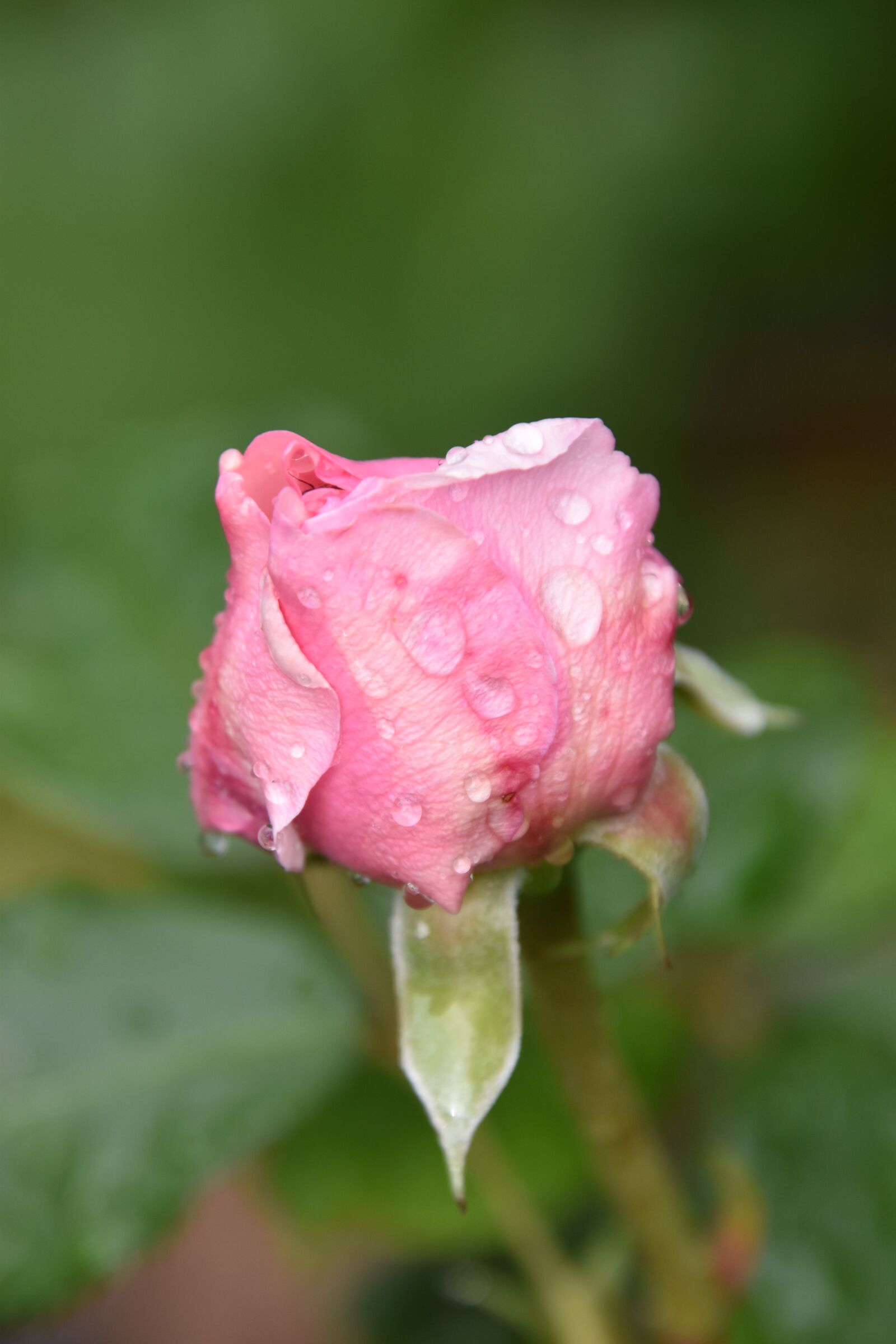Nikon D5600 sample photo. Pink, button, nature photography