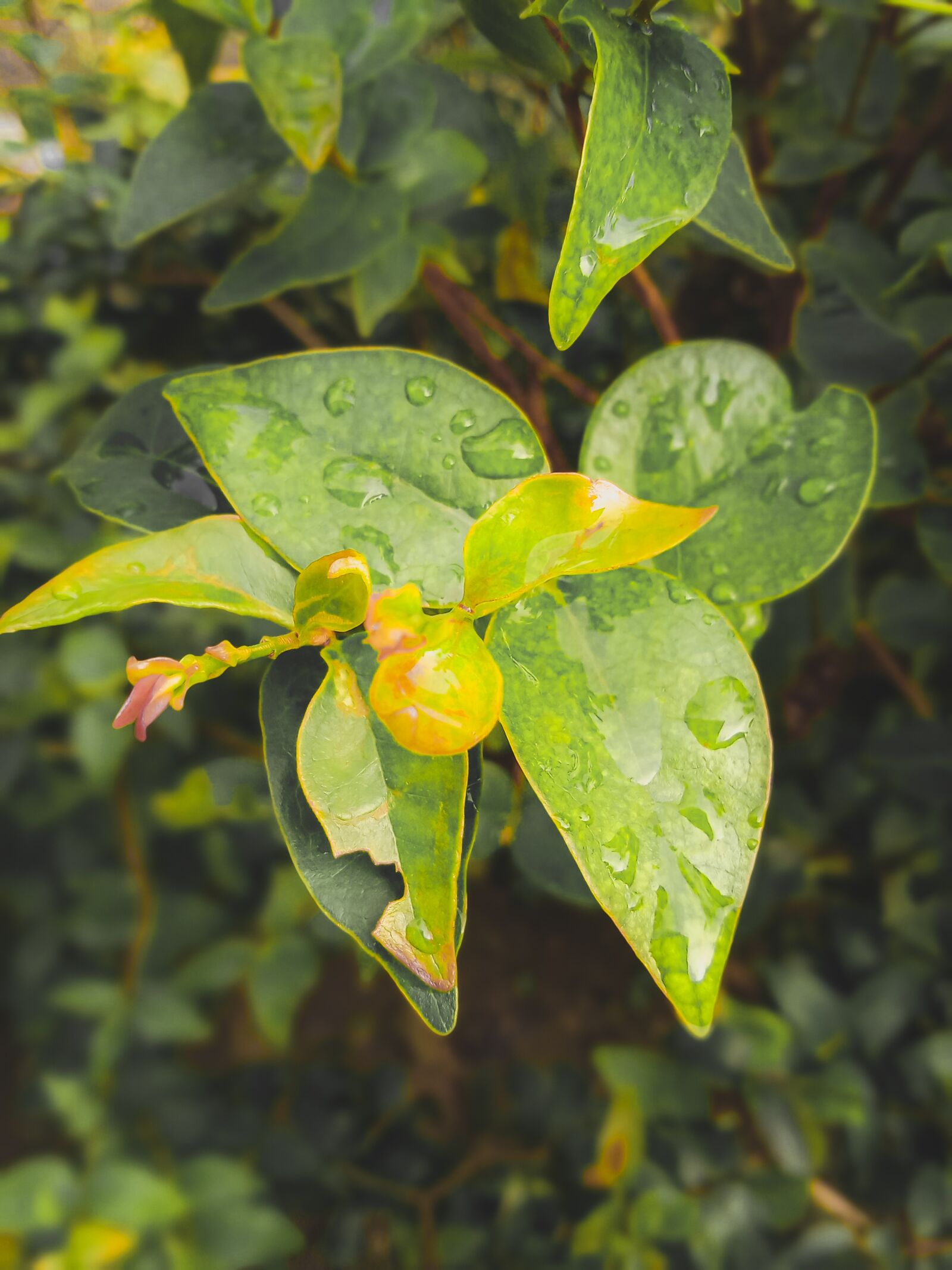 Realme C2 sample photo. Plant, macro, leaves photography