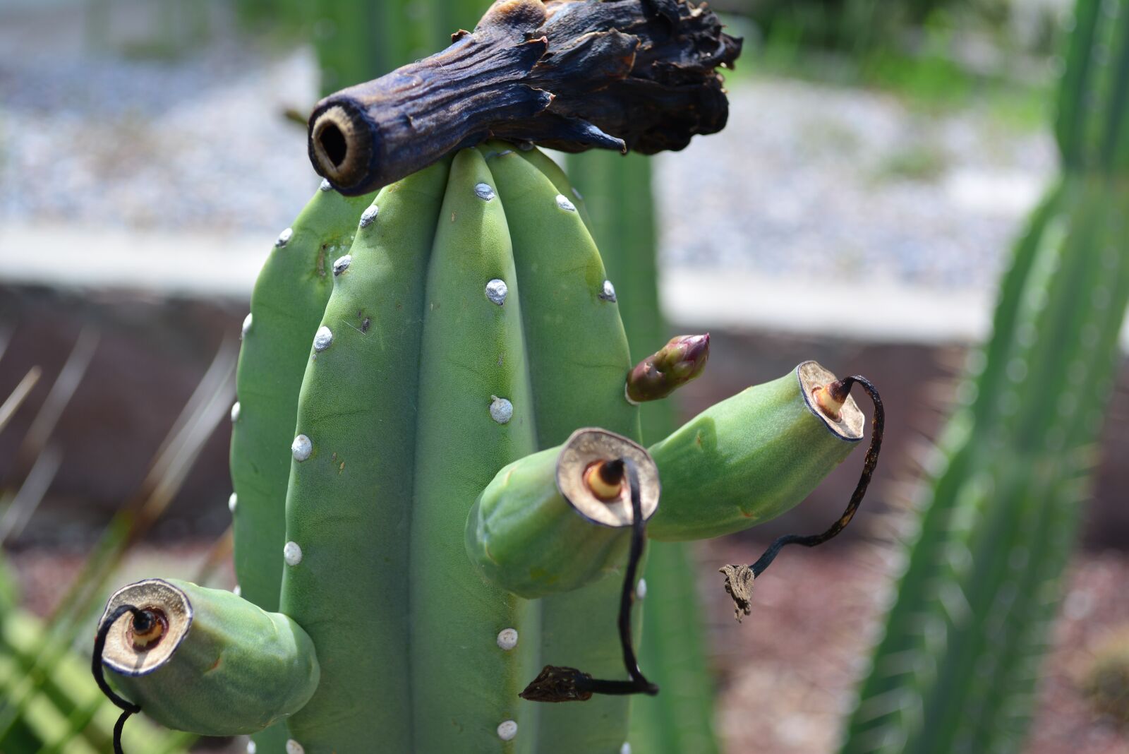 Nikon D5200 sample photo. Plantas, flores, desierto photography