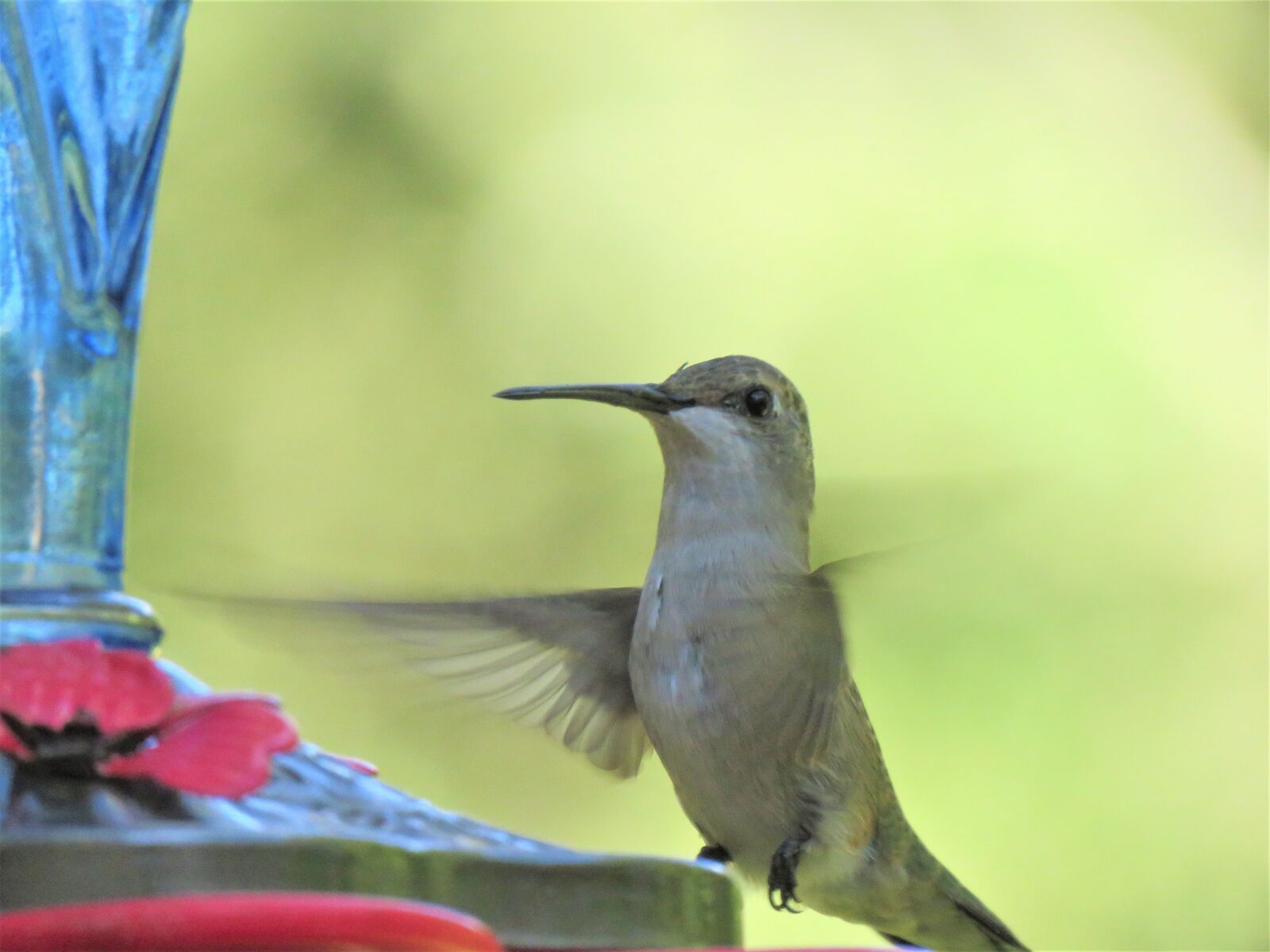 Canon PowerShot SX60 HS sample photo. Bird, in flight, close photography