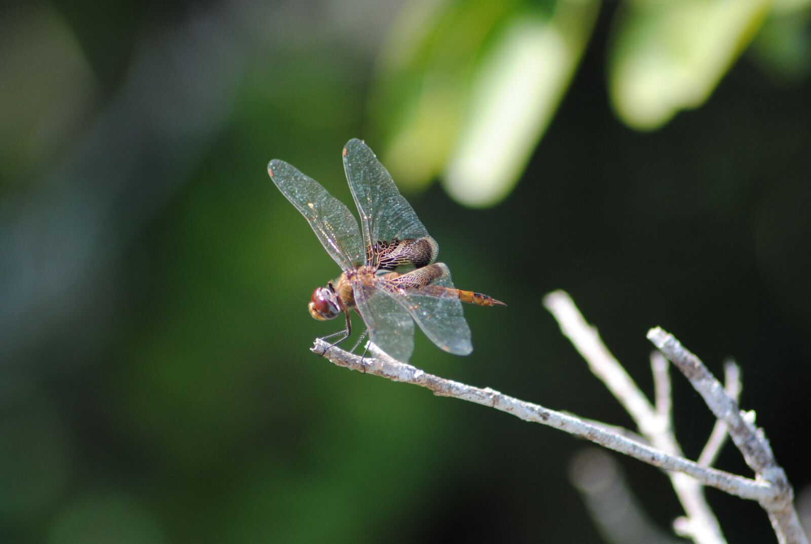 Nikon D3000 sample photo. Dragonfly, fly, insect photography