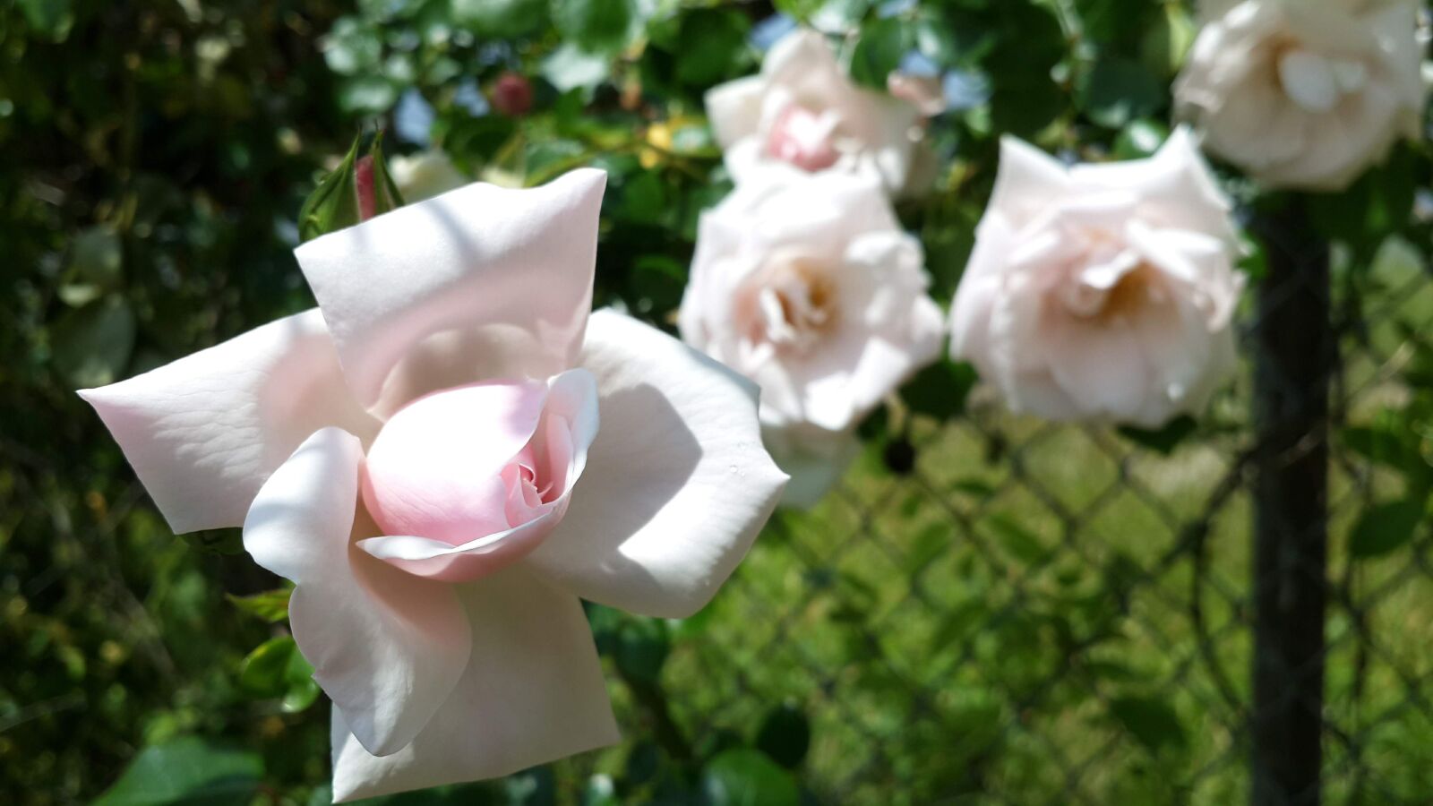 Samsung Galaxy S4 sample photo. Pink rose flower, flower photography