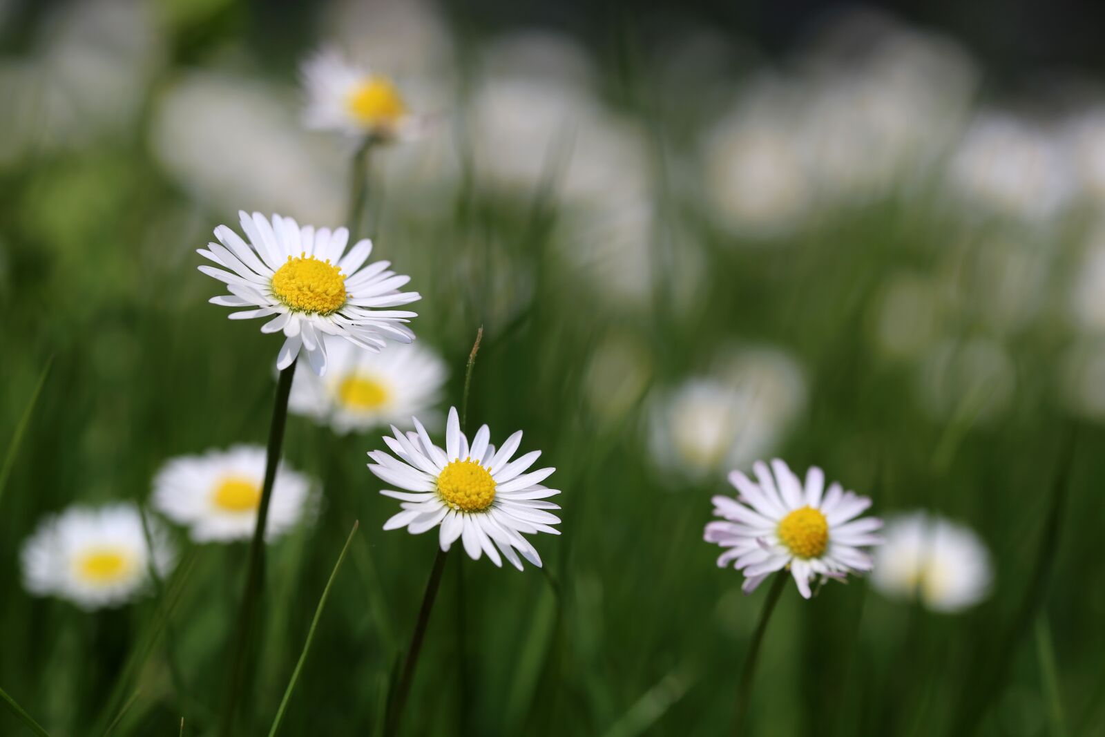 Canon EF 100mm F2.8L Macro IS USM sample photo. Daisies, flower meadow, daisy photography