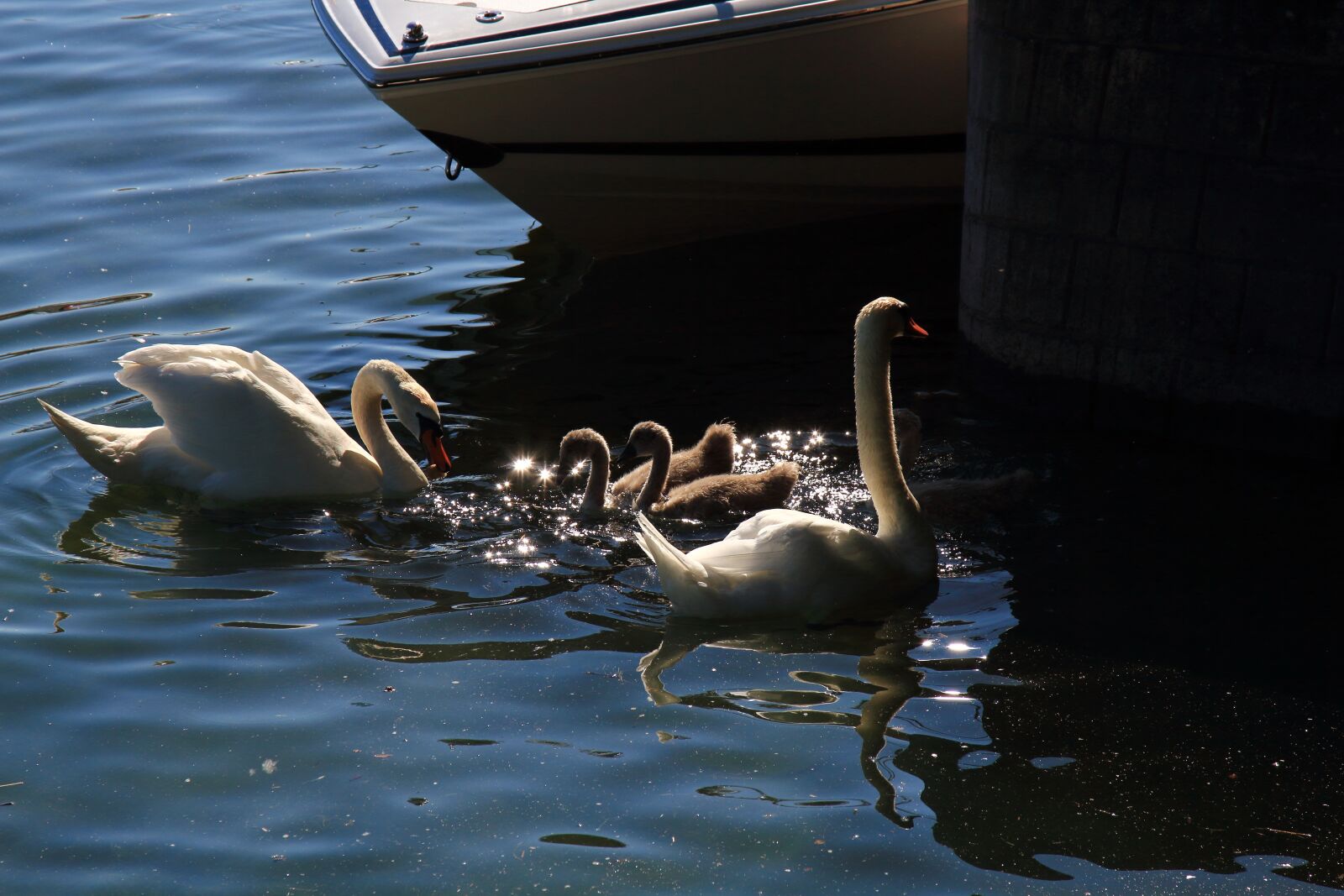 Canon EOS 7D sample photo. Swan, nature, water bird photography