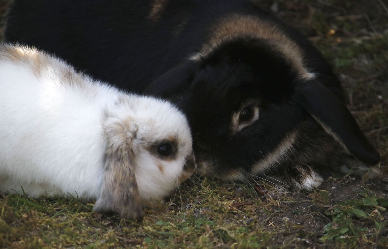 Canon EF-S 55-250mm F4-5.6 IS sample photo. Two, bunnies, rabbit photography