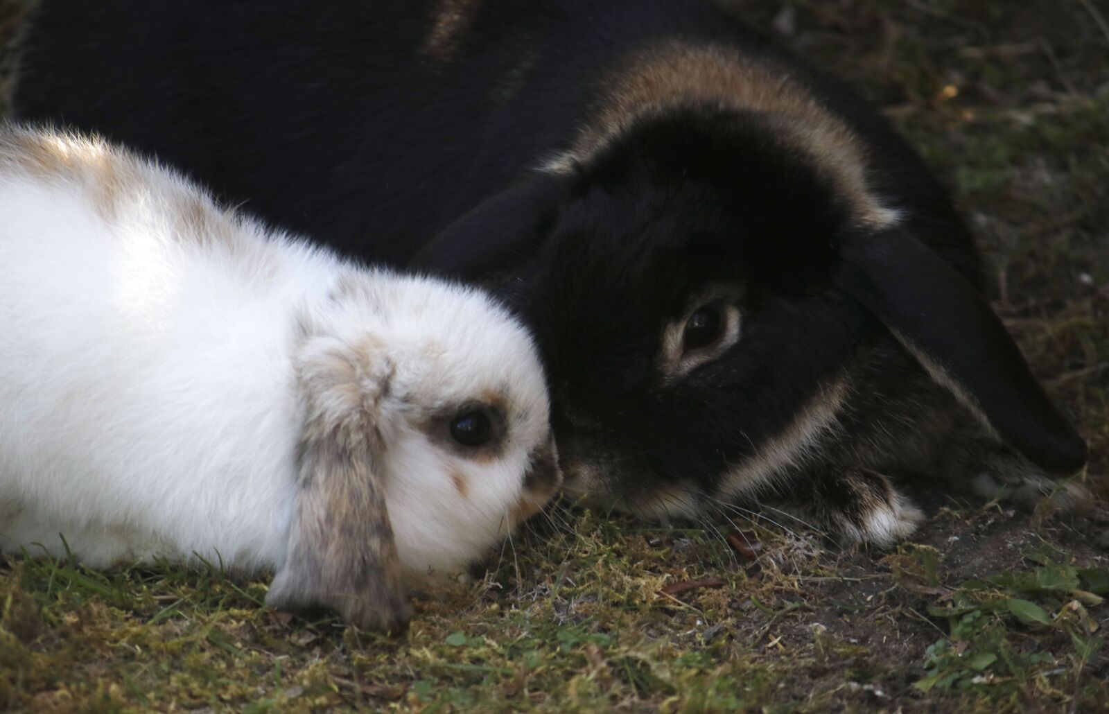 Canon EF-S 55-250mm F4-5.6 IS sample photo. Two, bunnies, rabbit photography