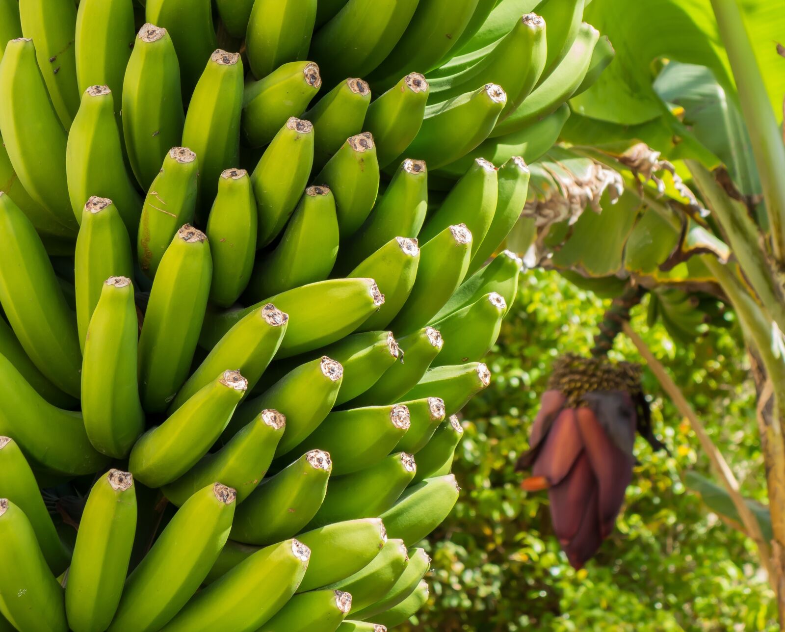 Sony Cyber-shot DSC-RX100 sample photo. Banana, blossom, bloom photography
