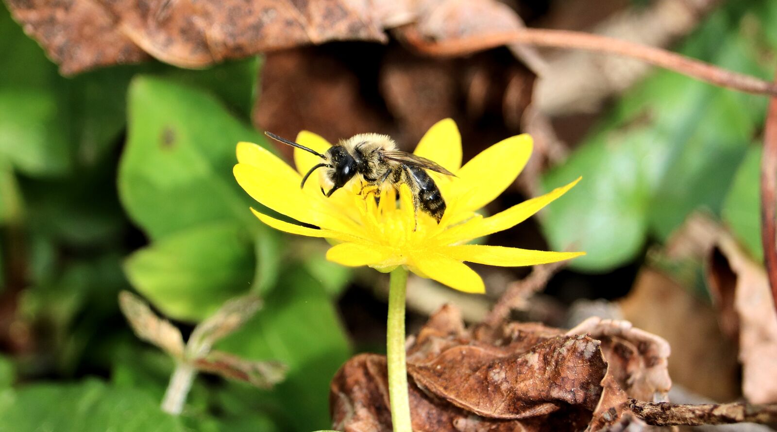 Canon EOS 750D (EOS Rebel T6i / EOS Kiss X8i) sample photo. Wasp, bee, insect photography