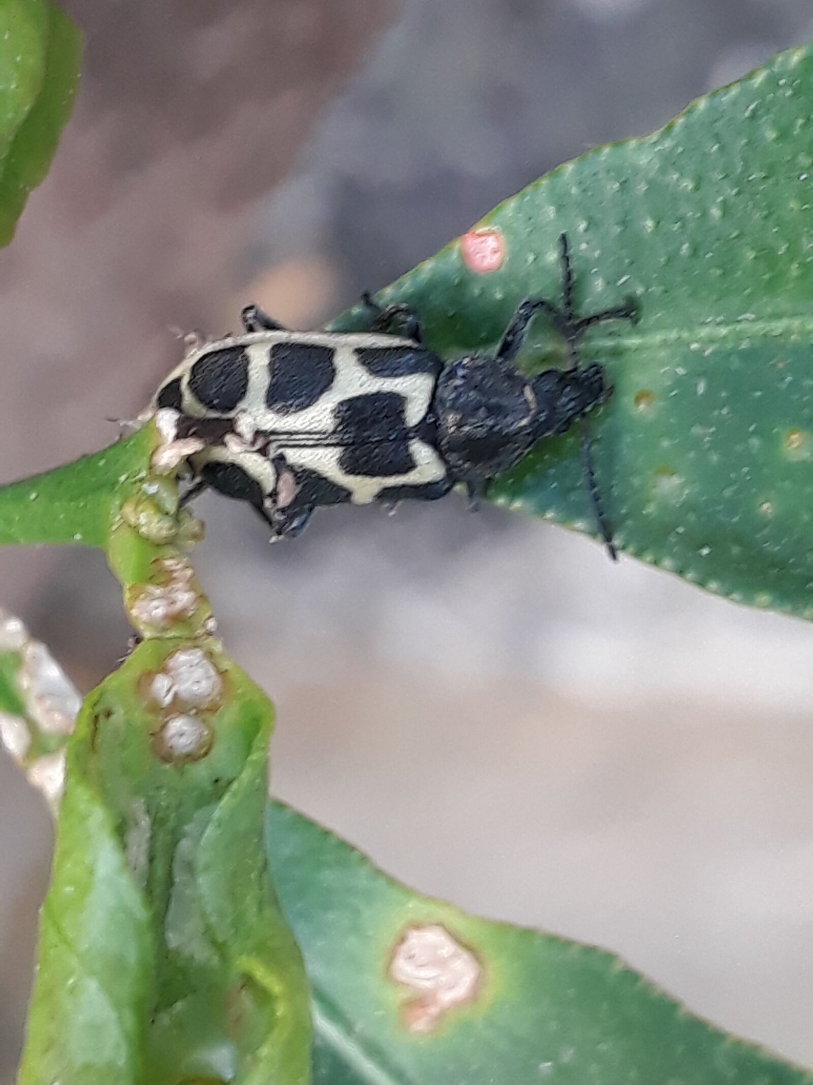 Samsung Galaxy J5 Prime sample photo. Ladybug, sheet to the photography