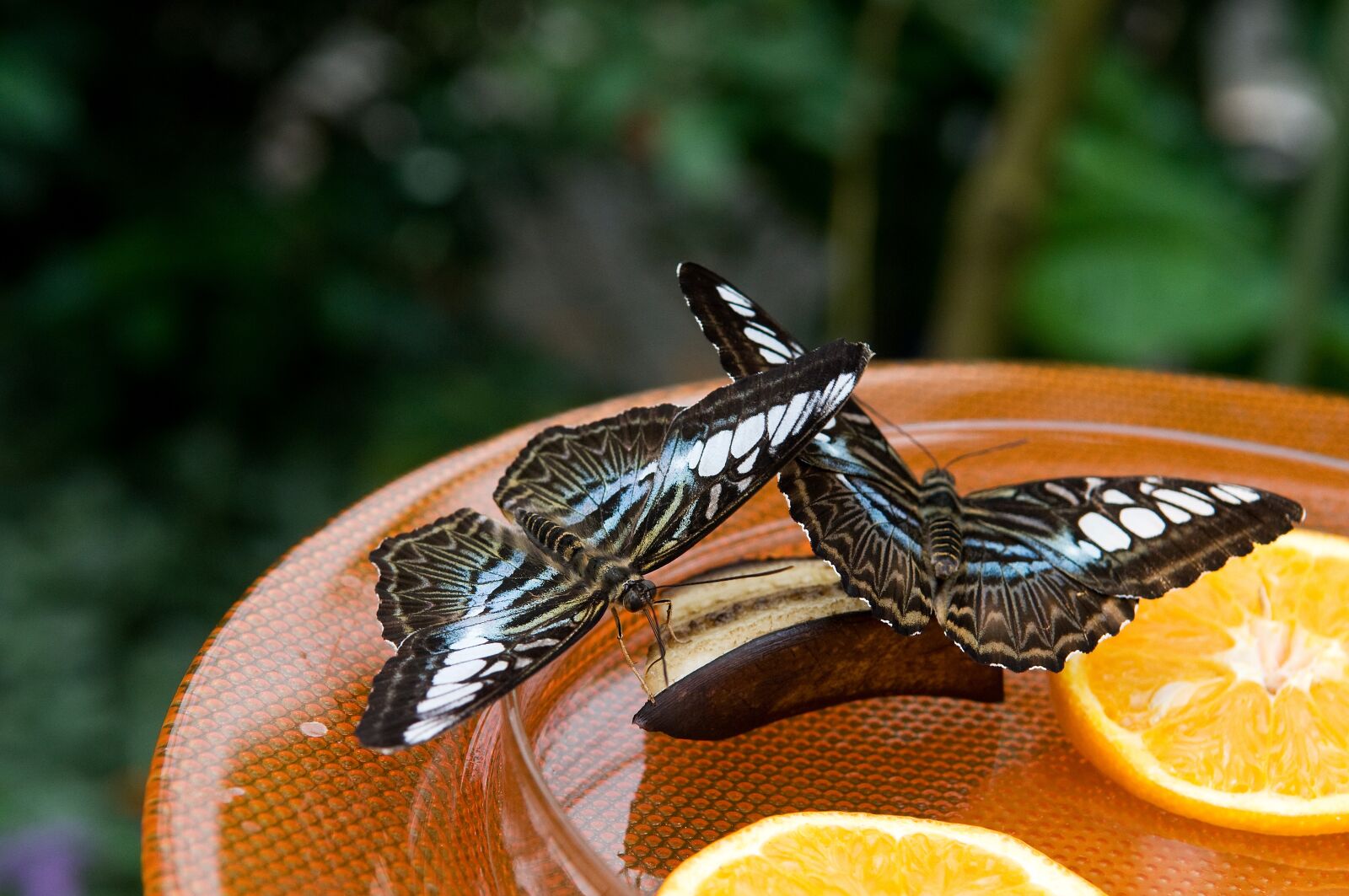 Nikon D300 sample photo. Nature, animal, butterfly photography