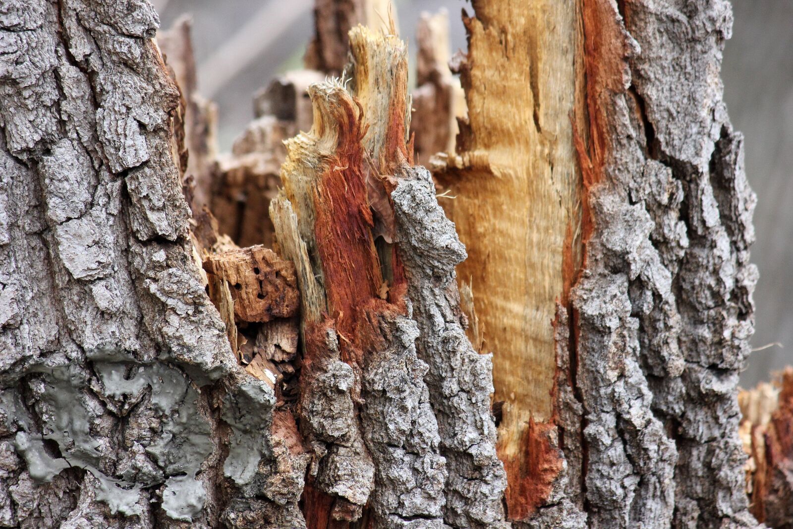 Canon EOS 550D (EOS Rebel T2i / EOS Kiss X4) sample photo. Bark, tree, wood photography