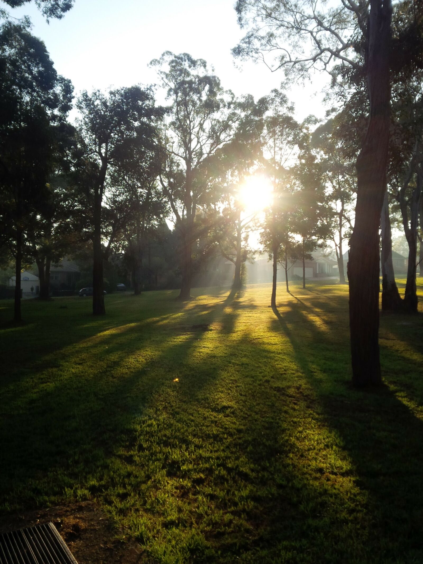 BlackBerry Z10 sample photo. Australia, light, shaft, park photography