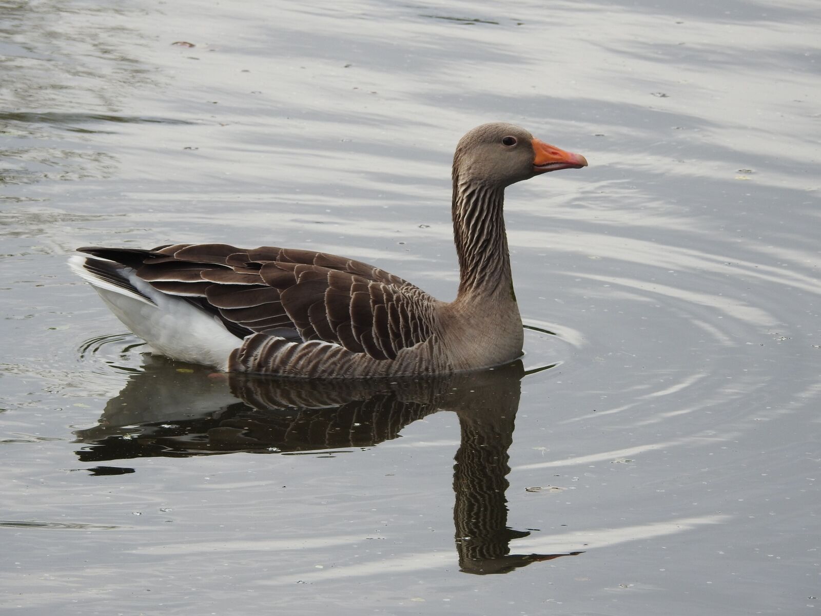 Nikon Coolpix P900 sample photo. Wild goose, goose, water photography