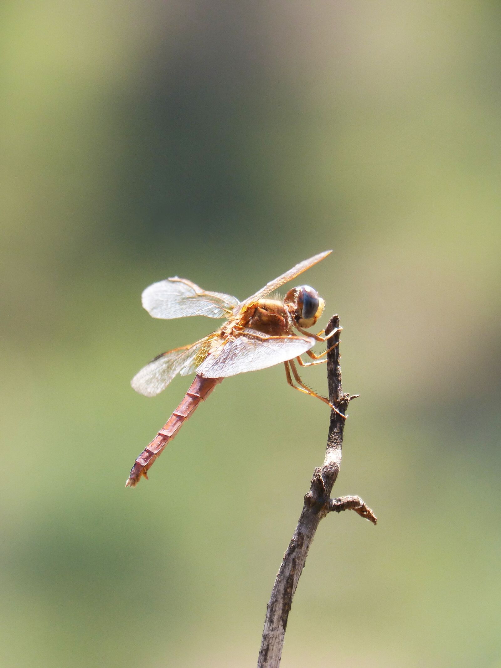 Panasonic DMC-FZ62 sample photo. Red dragonfly, branch, backlight photography