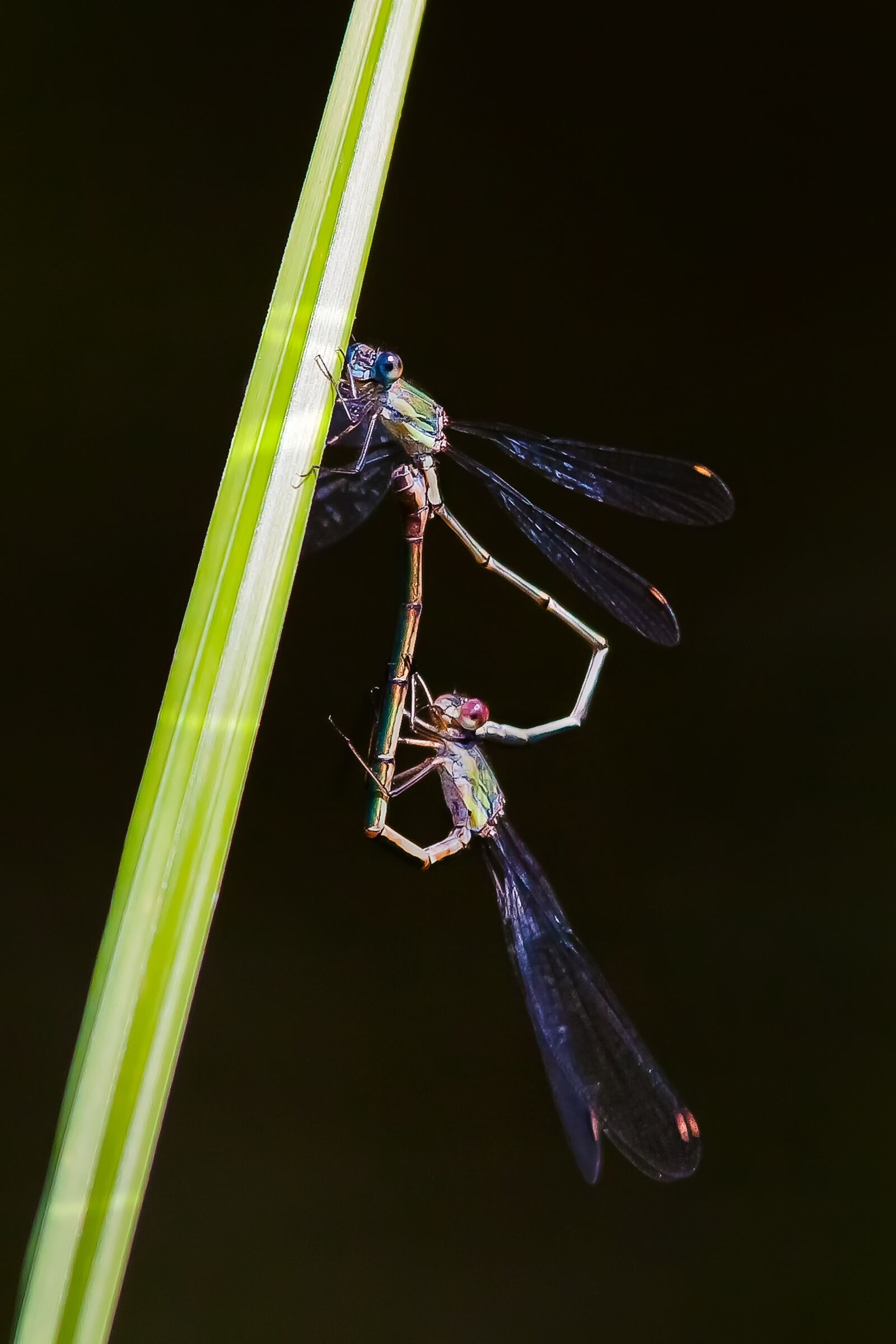 Canon EOS 50D sample photo. Dragonfly, water, waters photography