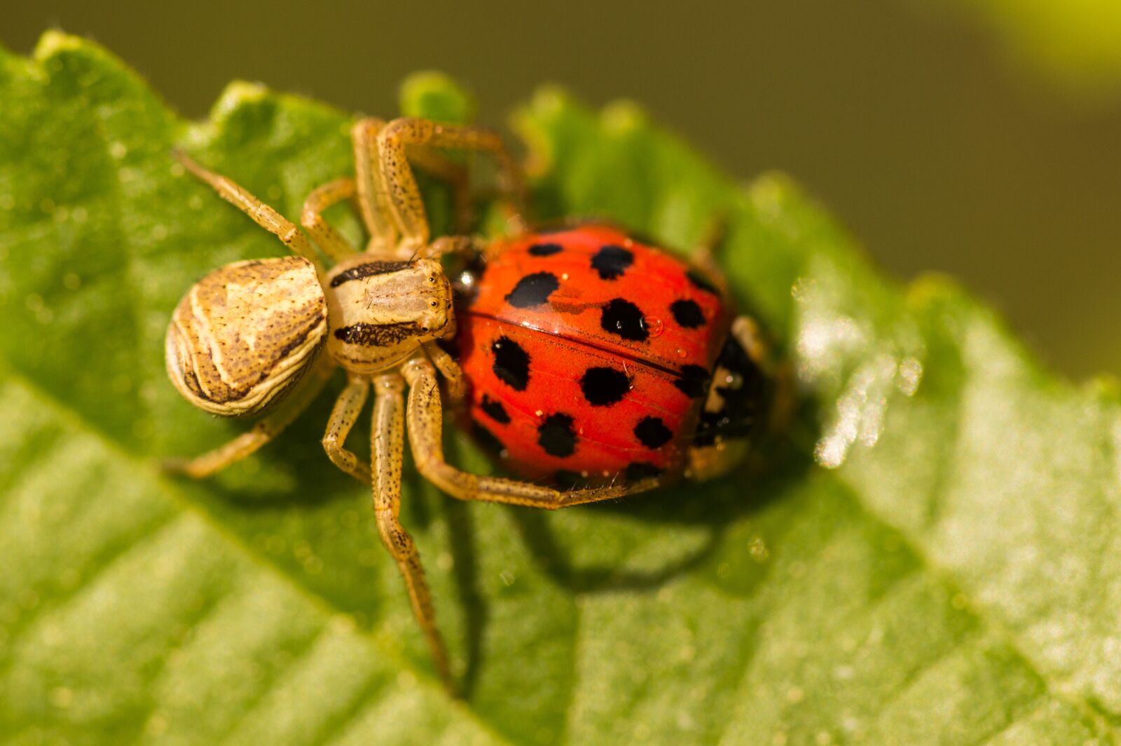 Nikon D3200 sample photo. Spider, ladybug, macro photography
