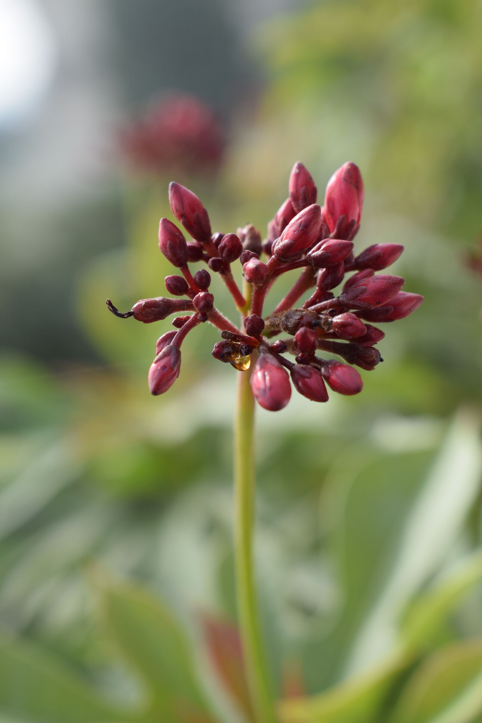 Nikon AF-P DX Nikkor 18-55mm F3.5-5.6G sample photo. Beautiful, flowers, flowers, red photography