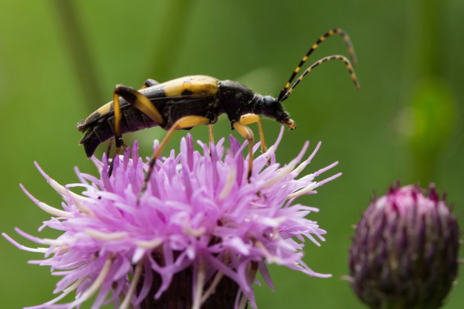 Canon EOS 60D sample photo. Beetle, thistle, flowers photography