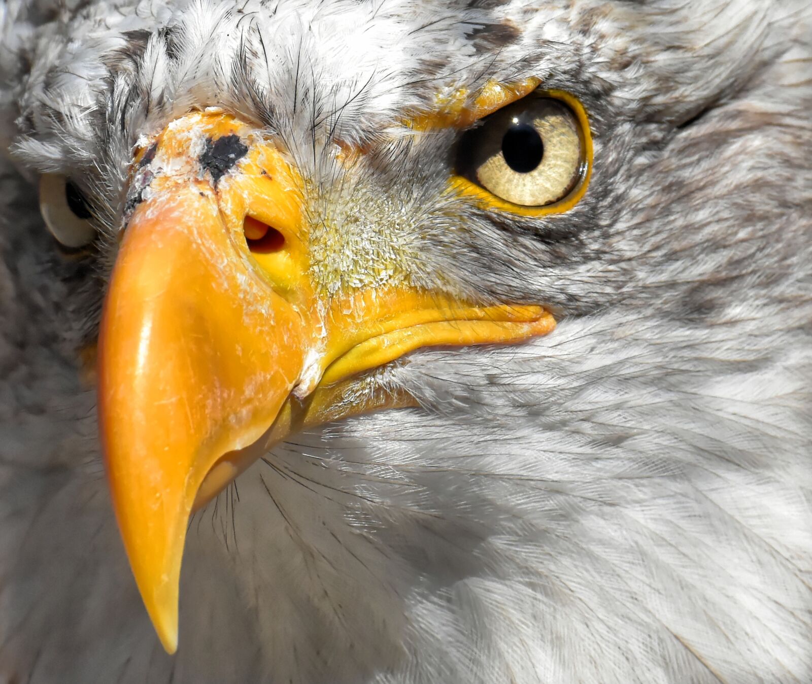 Nikon D7200 sample photo. Adler, bald eagle, bird photography