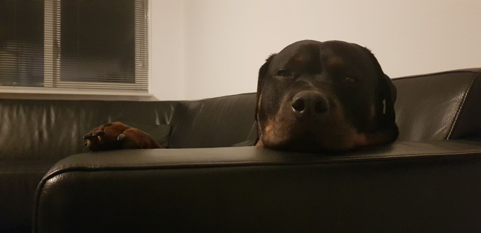 Samsung Galaxy S8 sample photo. Rottweiler, lazy, couch photography