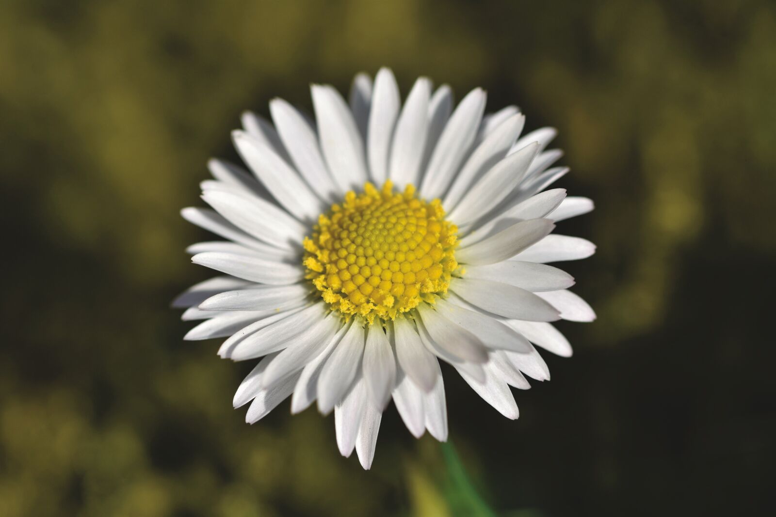 Nikon D7200 sample photo. Daisy, geese flower, spring photography