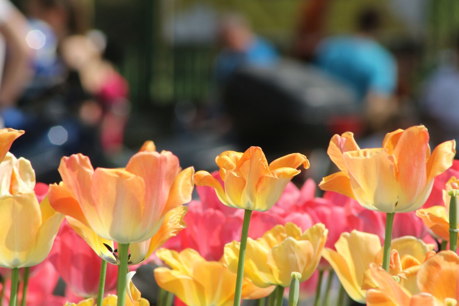 Canon EOS 100D (EOS Rebel SL1 / EOS Kiss X7) sample photo. Tulip, flowers, spring photography