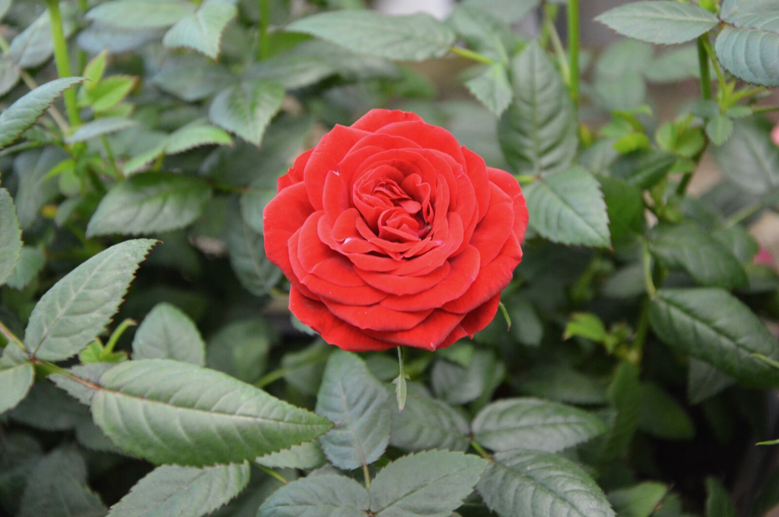 Nikon D5200 sample photo. Red rose, flower, green photography