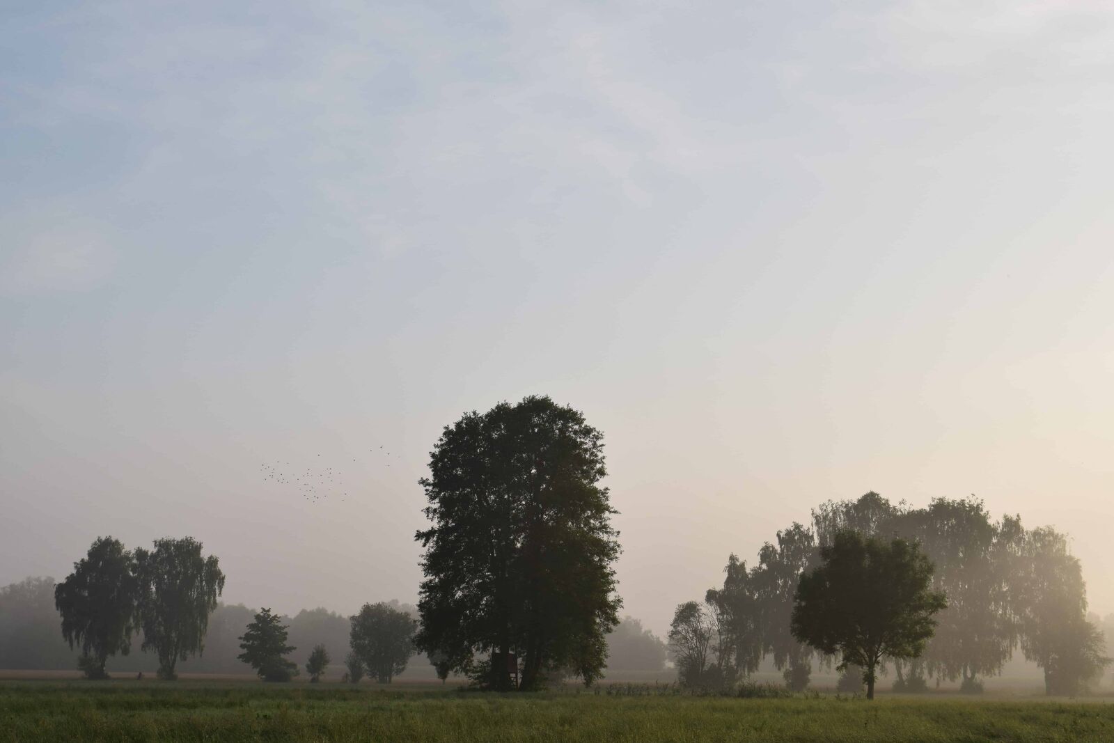 Nikon D3300 sample photo. Tree, nature, dawn, grass photography