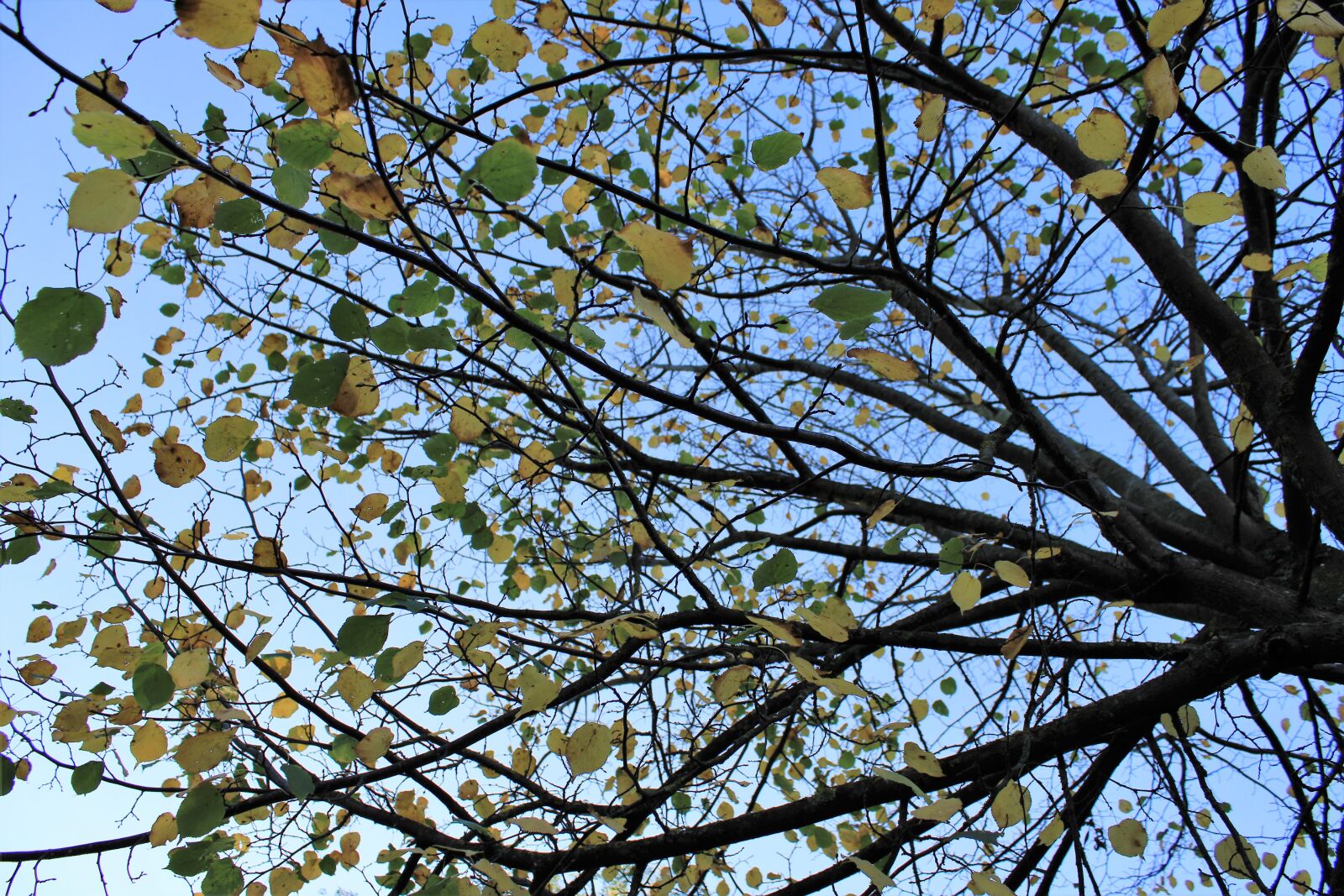 Canon EOS 2000D (EOS Rebel T7 / EOS Kiss X90 / EOS 1500D) sample photo. Autumn, nature, autumn leaves photography