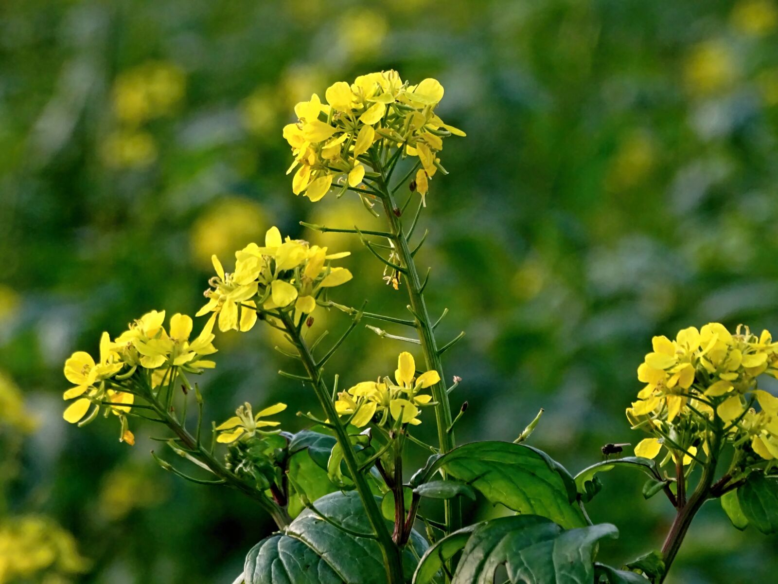 Sony Cyber-shot DSC-HX400V sample photo. Oilseed rape, rape blossom photography