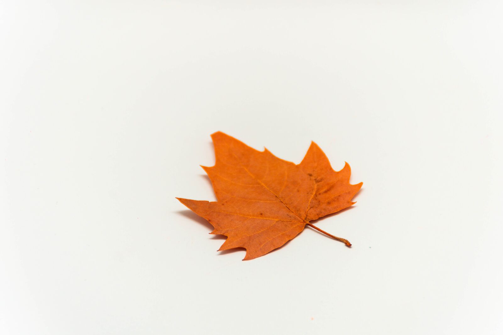 Nikon D7200 sample photo. Autumn, fall, leaf photography